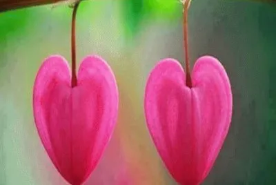 - lindo,(h)