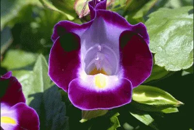 torenia