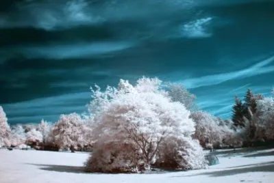 infrared tree