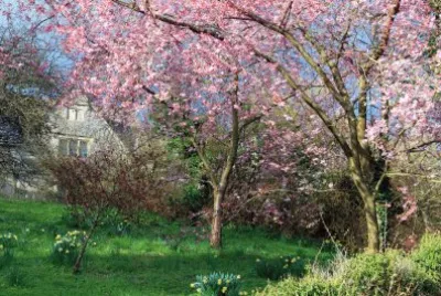 Blossom