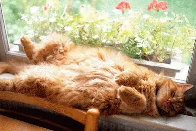 OTRO GATO HOLGAZAN