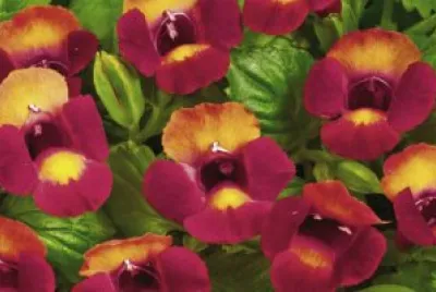 torenia