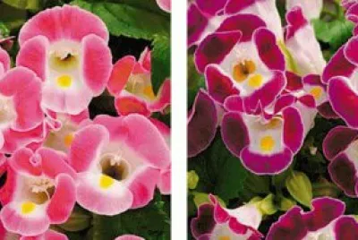 torenia