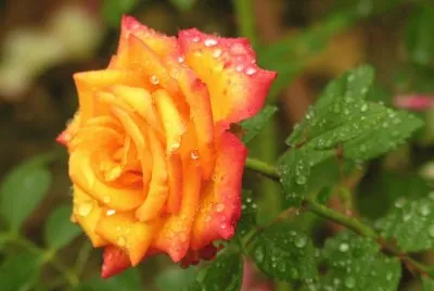 Rosa del campo