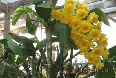 orquidea