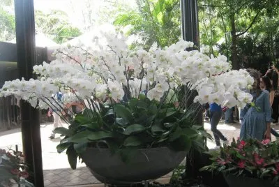 flores