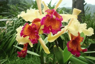 orquidea
