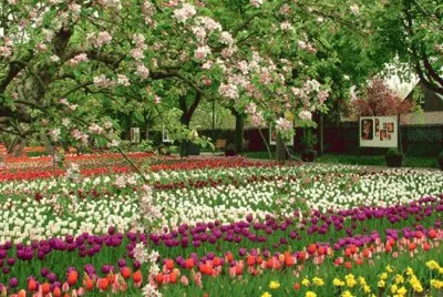 tulipas
