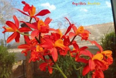 orquidea