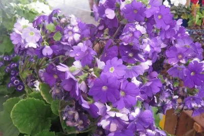 flores