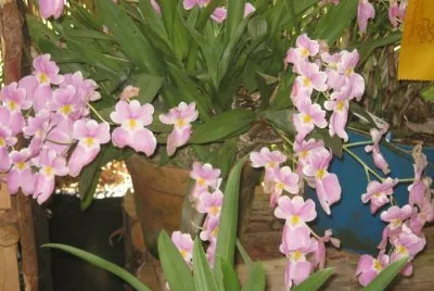 orquideas