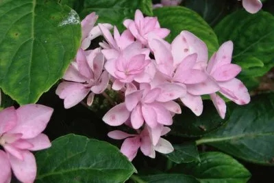 hydrangea