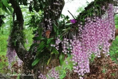 Orquidea na Ãrvore