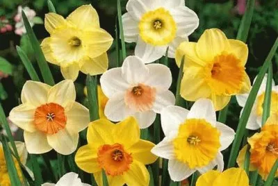 narcisses