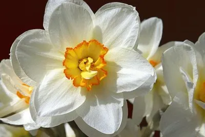 narcisse