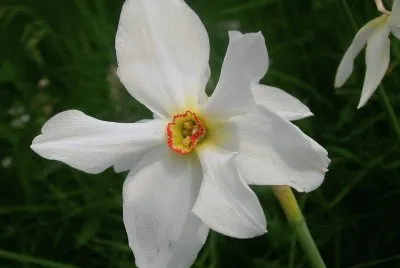 narcisse