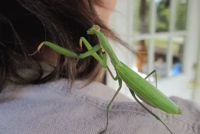 New Praying Mantis hairdo