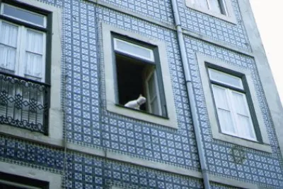 GATO EN PELIGRO