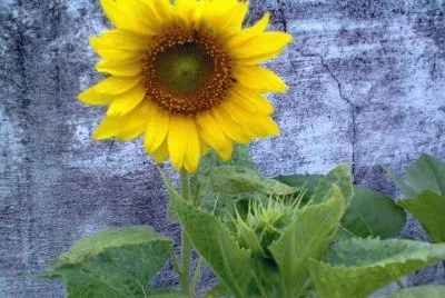 girasol jigsaw puzzle