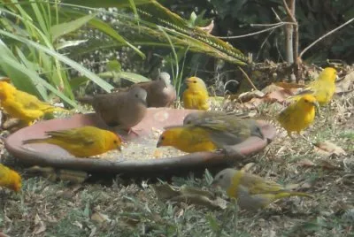 Pajaritos