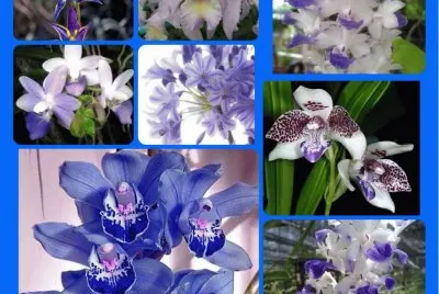 flor
