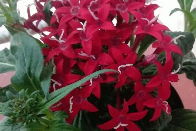 Flor
