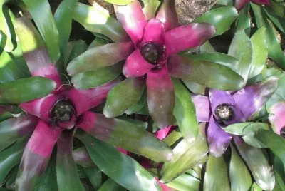 Bromelia3