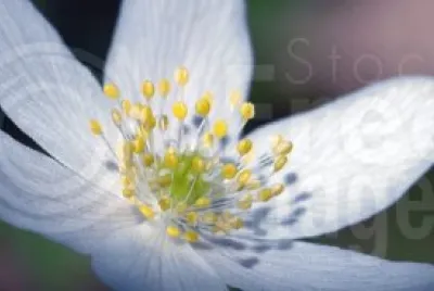 white flower