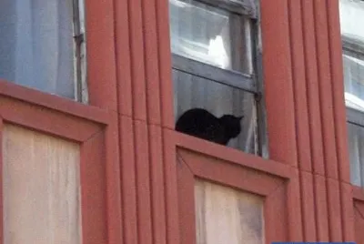 Â¿ que hace ese gato ahÃ­ ?