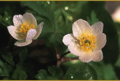 anemones