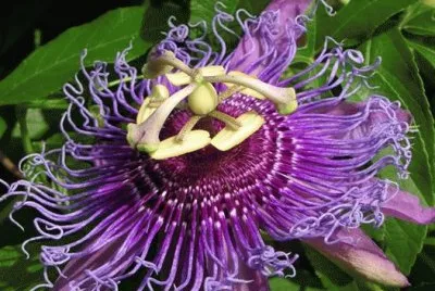 pasiflora