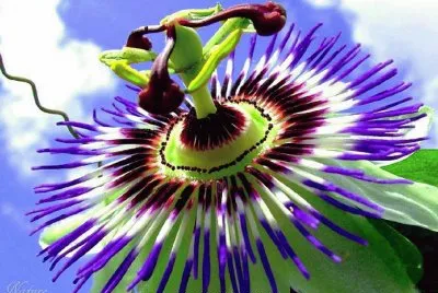 pasiflora