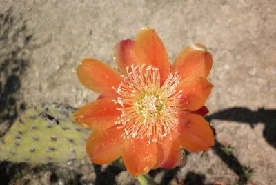 FLOR DE NOPAL, MONTEALBAN, OAXACA 2011