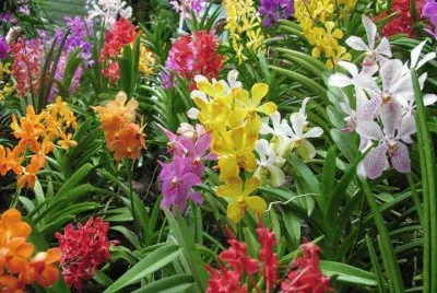 fleurs: orchidÃ©es