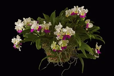 orquÃ­dea