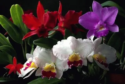 orquÃ­deas