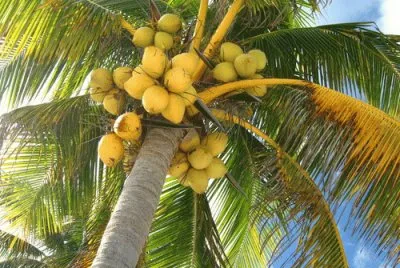 FaraÃ³n