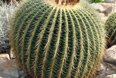 FaraÃ³n