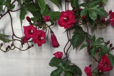 JARDÃN CILGANTE