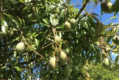 mango tree