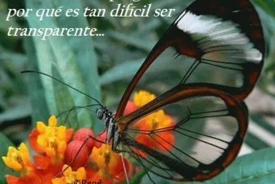 Mariposa  transparente