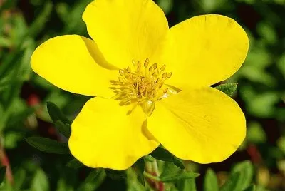 potentilla