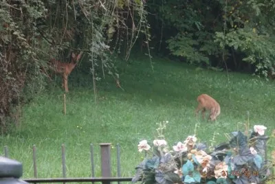 caprioli al pascolo
