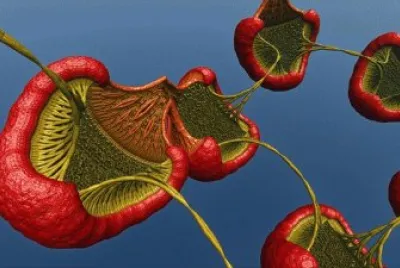 Stange Fruit jigsaw puzzle