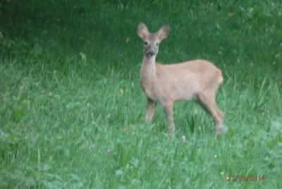 cucciolo capriolo