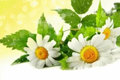 Margarites