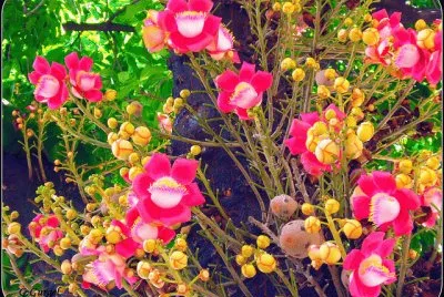 imagem de flores