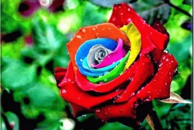 Rosa Colorida 26