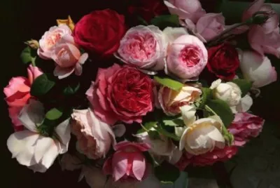 fleurs