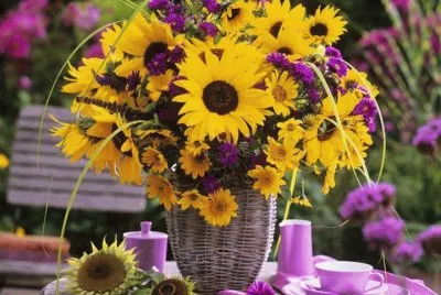 fleurs: tournesols
